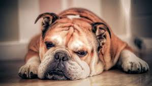 Current research shows that the issue is not so simple. Victorian Bulldog Vs English Bulldog Difference Between