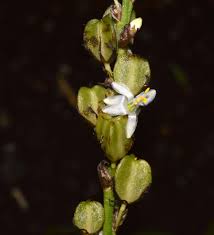 Image result for Chlorophytum macrophyllum