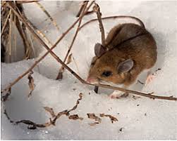 Do I Have Mice In My Attic