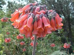 Kalanchoe Daigremontiana Flowers Mexican Hat Plant Planting Flowers Plants
