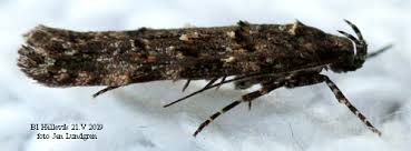 Image result for Teleiopsis diffinis