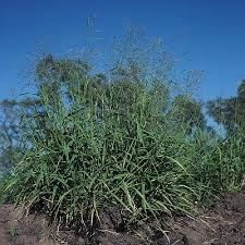 Image result for Panicum maximum