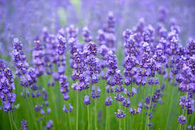 This is because we wear a lot of clothes so we sweat a lot and lose water. How To Grow Lavender Indoors In Pots Growing Lavender From Seeds