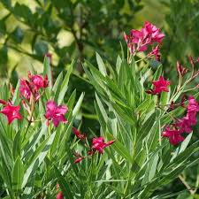 Image result for Nerium oleander