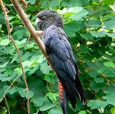 (föregående sida) ( nästa sida) a. Rabenkakadu Calyptorhynchus Banksii Exotische Vogel