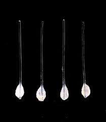 This can give accurate diagnosis of telogen effluvium. Japan S Riken Develops New Method For Culturing Hair Follicles