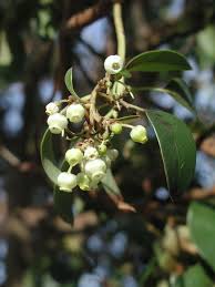 Image result for Andrachne