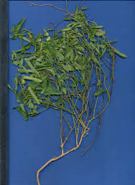 Image result for Tragia kirkiana