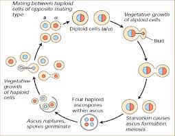 3 Sexual And Vegetative Reproduction Of The Yeast Saccharomyces Download Scientific Diagram