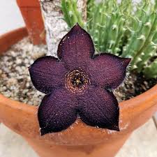 Image result for Tridentea