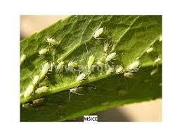 Image result for mospilan prodej