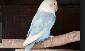 Maka akan kami share, dan teruslah ikuti pembahasannya berikut ini. 30 Harga Burung Lovebird Berdasarkan Jenis Jenisnya Syahrulanam Com