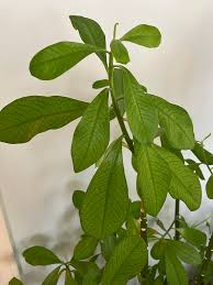 Image result for Felicia grantii