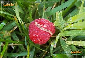 Image result for Eupithecia lanceata