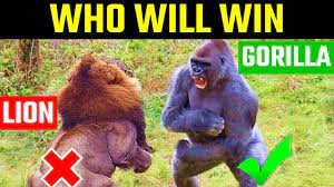 Check spelling or type a new query. Lion Vs Gorilla à¤• à¤¨ à¤œ à¤¤ à¤— Gorilla Vs Lion Who Would Win Youtube