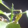 However, fig mosaic virus (i.e. Https Encrypted Tbn0 Gstatic Com Images Q Tbn And9gcqtk Ayr6kaw8nykhlbdqb Mh9dflwira Qfop3vgntph8fz6gi Usqp Cau