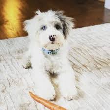 Check spelling or type a new query. All About Sheepadoodle Sizes Toy Miniature Standard 2021 We Love Doodles