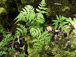 Image result for Aleuritopteris