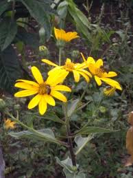 pin by roses jouri crocher on fruits de mon jardin plants
