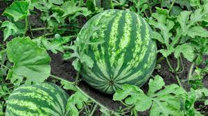 Maybe you would like to learn more about one of these? How To Grow Watermelons