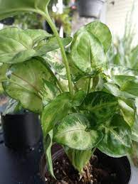 Tropical Berry Allusion Arrowhead Plant Mercari Plants Arrowhead Plant Plant Leaves
