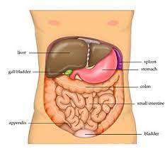 The stomach has 5 parts (figure 3): Abdomen Wikipedia