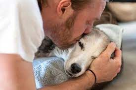 Here Are 20 Essential Facts Dog Lovers Must Always Remember The Last One Made Me Cry So Much Dog Lovers Dog Cat Animals Friends