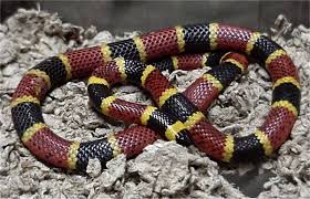 Black And Yellow Banded Snake Texas Texas Coral Snake Micrurus Tener Venomous But Very Shy Little Snake Poisonous Snakes Snake Venom Coral Snake