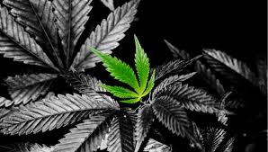 Learn how to grow weed from the beggining! 420 Wallpaper Group 41