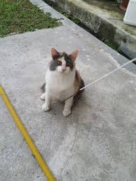 Maybe you would like to learn more about one of these? Dr Afiq Vet U Tvitteri Kucing Jantan Yg Warna Putih Hitam Coklat Masih Consider 2 Warna Bukan 3 Warna Putih Hitam Coklat Kalau Ada Oren Baru 3