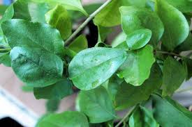 Image result for puklice na orchideích obrázek