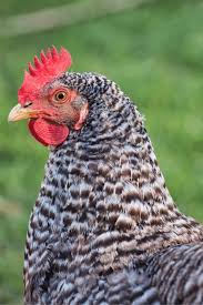 Egg production of plymouth rocks is about four times a week, or about 200 eggs a year. Barred Rock Chickens Buyer S Guide