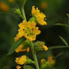 Image result for Heimia