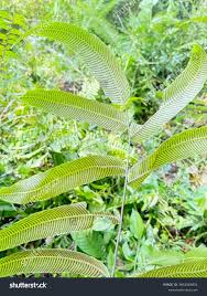 Image result for Thelypteridaceae