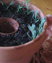 How To Take Lavender Cuttings Lavender Plant Lavender Garden Growing Lavender