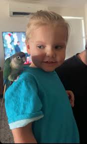 Lost parrot in Kelso, Townsville area