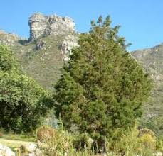 Image result for Widdringtonia nodiflora