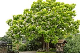 Image result for Catalpa