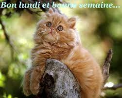Bon lundi et bonne semaine