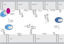 Follow us for insider info & promotions! The Interface Between Phosphatidylinositol Transfer Protein Function And Phosphoinositide Signaling In Higher Eukaryotes Sciencedirect