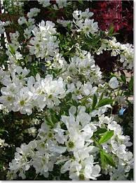White daisy flowers wreath ivy style with branch and leaves, seamless pattern. Pearl Bush Spring Flowering Bush Flowering Bushes Flowering Shrubs Flowering Trees