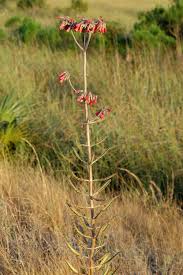Image result for Kalanchoe daigremontiana