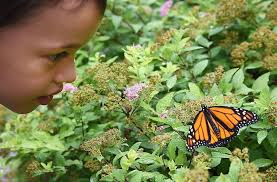 Richmond Hill resident releases more than 100 monarch butterflies to Mexico