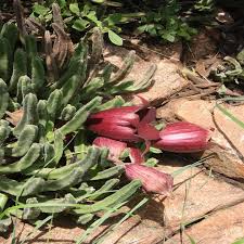 Image result for Stapelia leendertziae