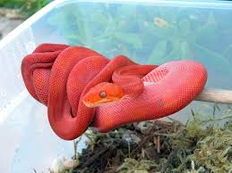 Amazon Tree Boas Corallus Hortulanus Pet Snake Cute Reptiles Cute Snake