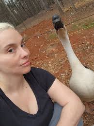 Pelicans behavior and funny interactions