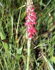 Image result for Disperis katangensis