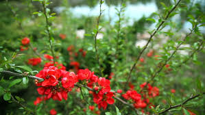 Valentine bush (eremophila maculata 'valentine'). Red Flowers Blossomed On The Stock Footage Video 100 Royalty Free 15962725 Shutterstock