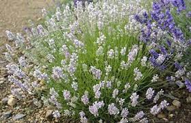 Pin On Lavender