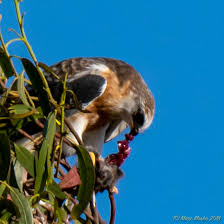 White-Tailed Kite